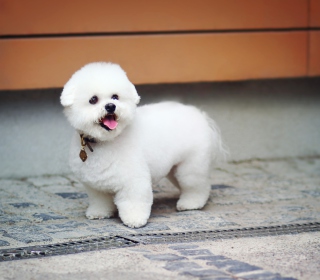 White Plush Puppy sfondi gratuiti per iPad 2