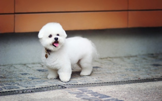 White Plush Puppy Wallpaper for Android, iPhone and iPad