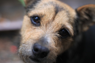 Cute Dog sfondi gratuiti per Samsung Galaxy Pop SHV-E220