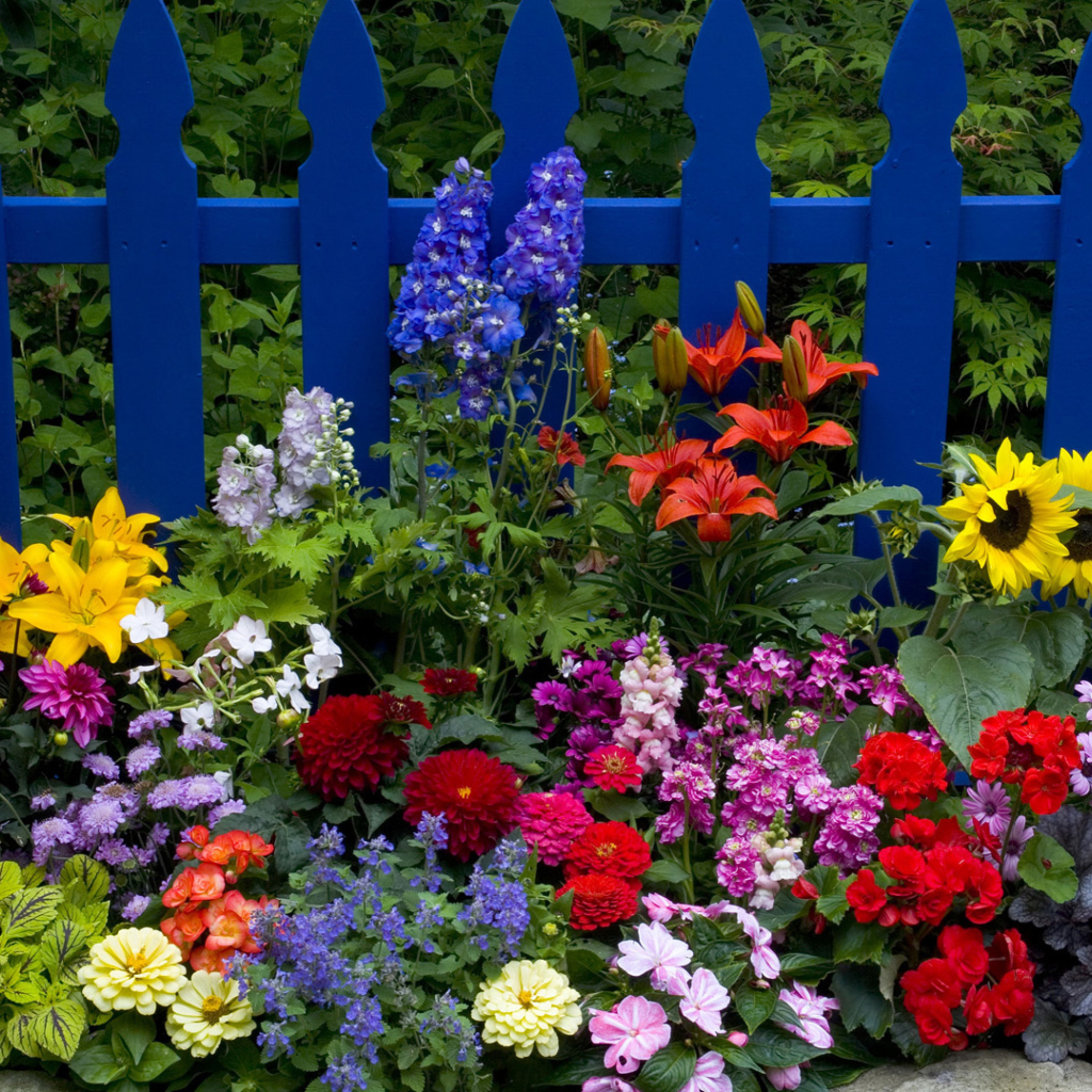 Fondo de pantalla Garden Flowers In Front Of Bright Blue Fence 1024x1024