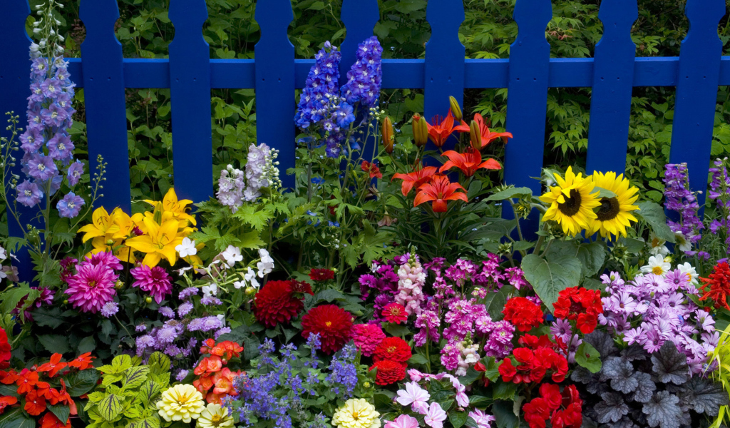 Garden Flowers In Front Of Bright Blue Fence wallpaper 1024x600