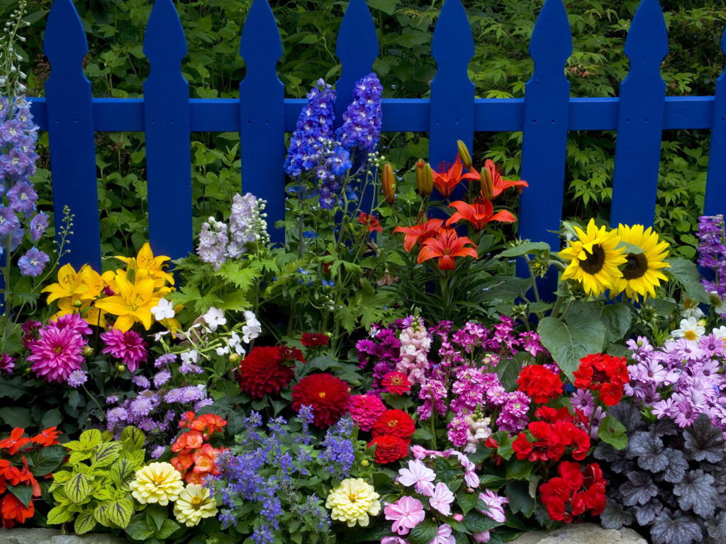 Garden Flowers In Front Of Bright Blue Fence wallpaper 1024x768