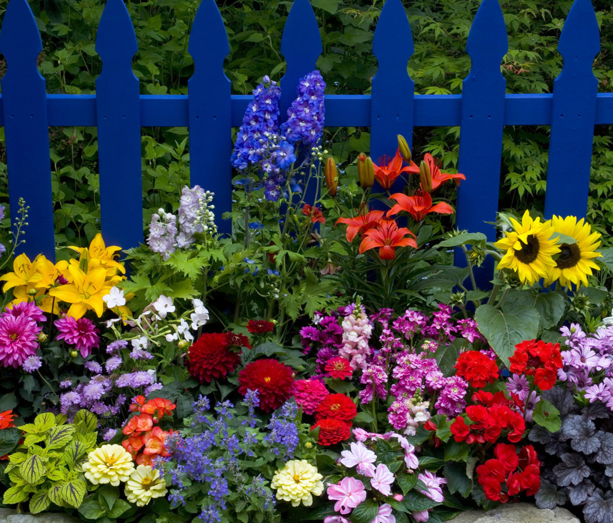 Garden Flowers In Front Of Bright Blue Fence wallpaper 1200x1024