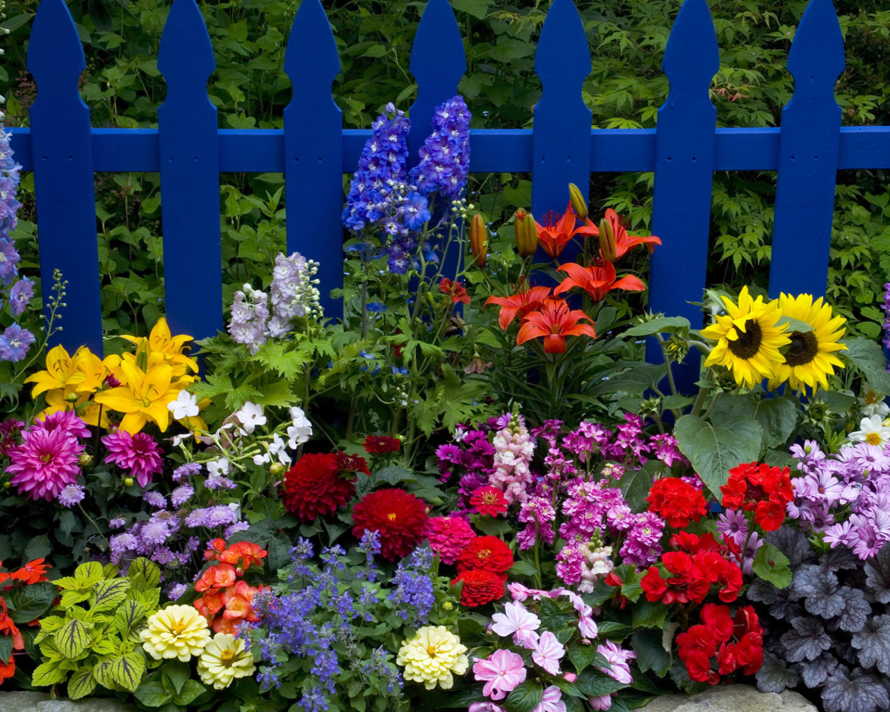 Das Garden Flowers In Front Of Bright Blue Fence Wallpaper 1280x1024