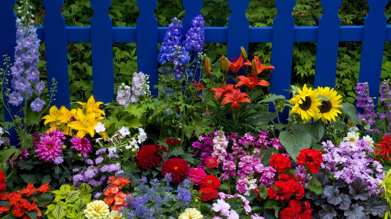 Das Garden Flowers In Front Of Bright Blue Fence Wallpaper 1366x768