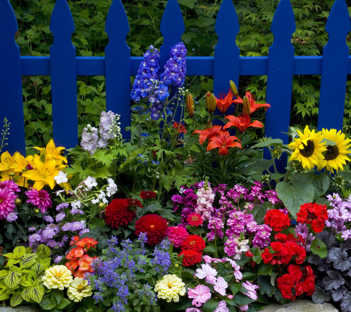 Sfondi Garden Flowers In Front Of Bright Blue Fence 1440x1280