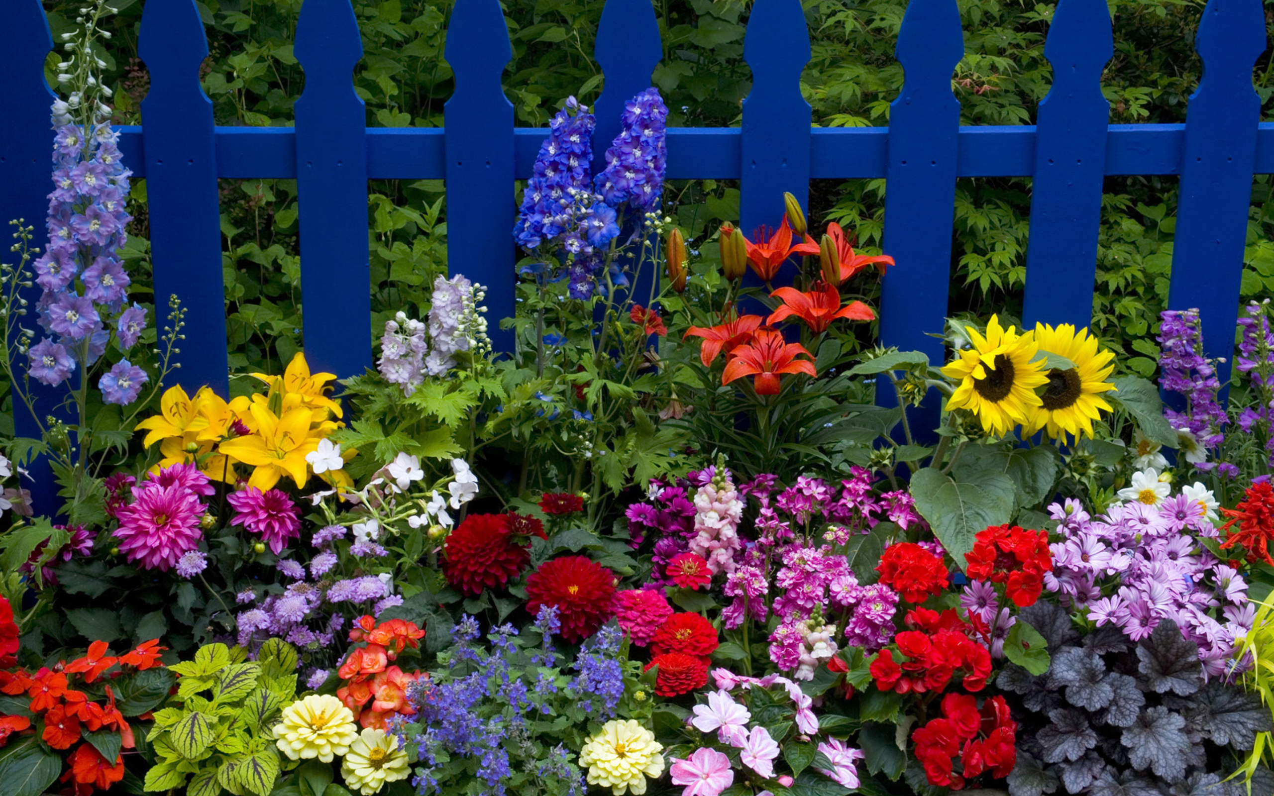 Das Garden Flowers In Front Of Bright Blue Fence Wallpaper 2560x1600