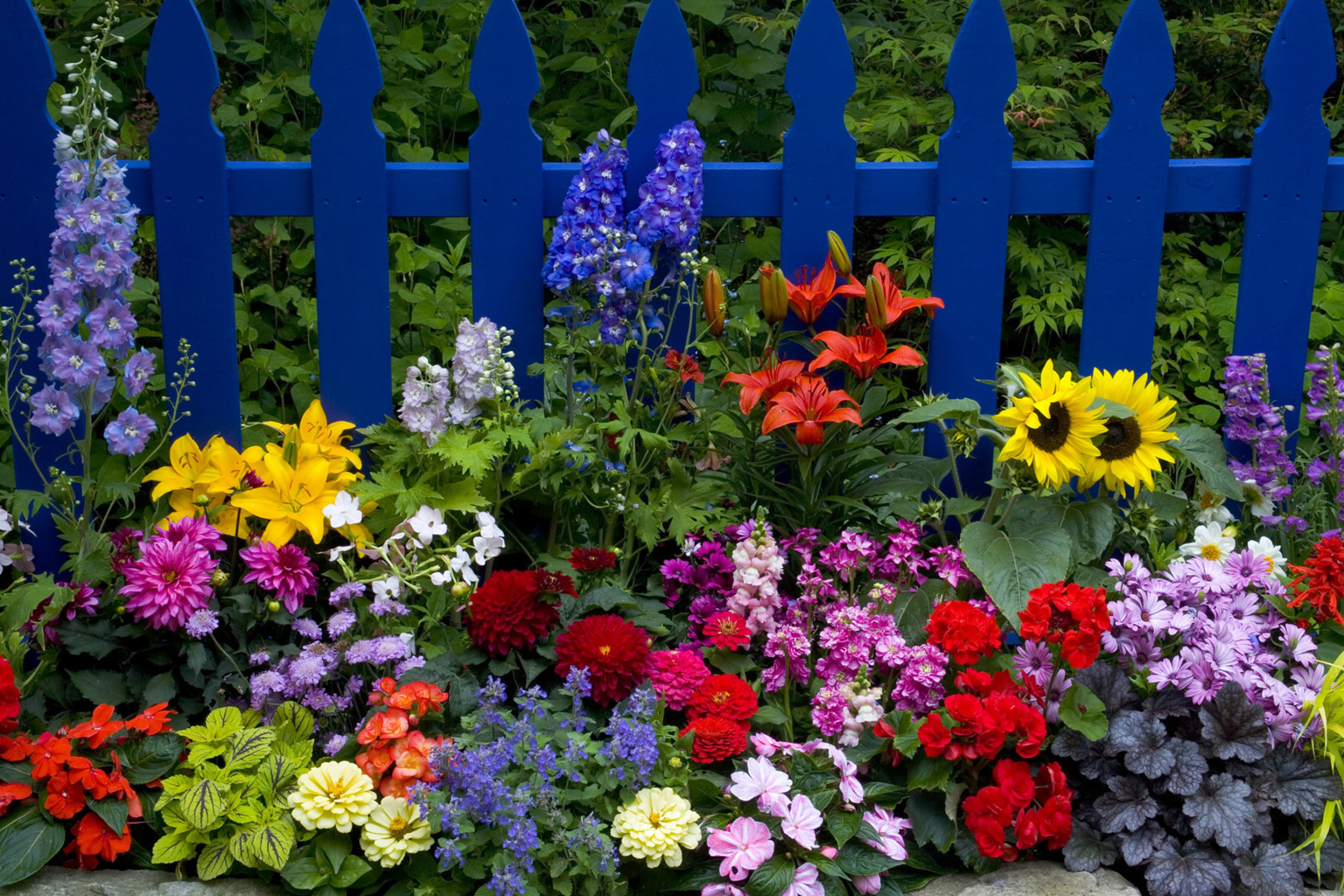 Обои Garden Flowers In Front Of Bright Blue Fence 2880x1920