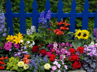 Garden Flowers In Front Of Bright Blue Fence wallpaper 320x240