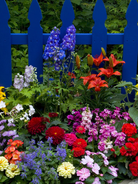 Garden Flowers In Front Of Bright Blue Fence wallpaper 480x640