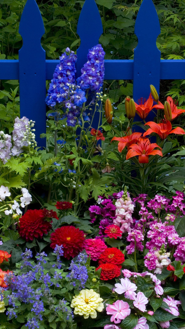 Das Garden Flowers In Front Of Bright Blue Fence Wallpaper 640x1136
