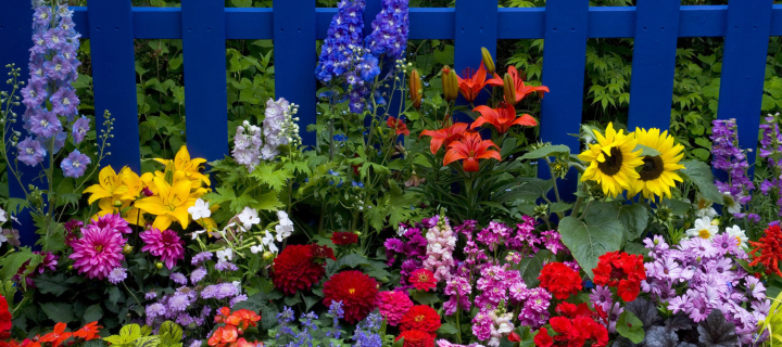 Обои Garden Flowers In Front Of Bright Blue Fence 720x320
