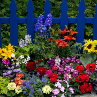 Garden Flowers In Front Of Bright Blue Fence papel de parede para celular para HP TouchPad