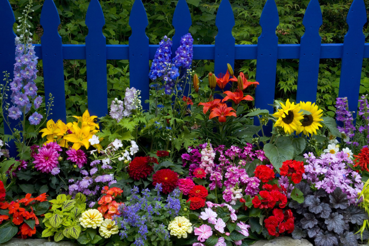 Fondo de pantalla Garden Flowers In Front Of Bright Blue Fence