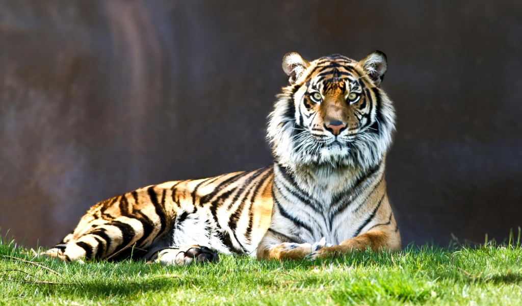 Sumatran tiger screenshot #1 1024x600