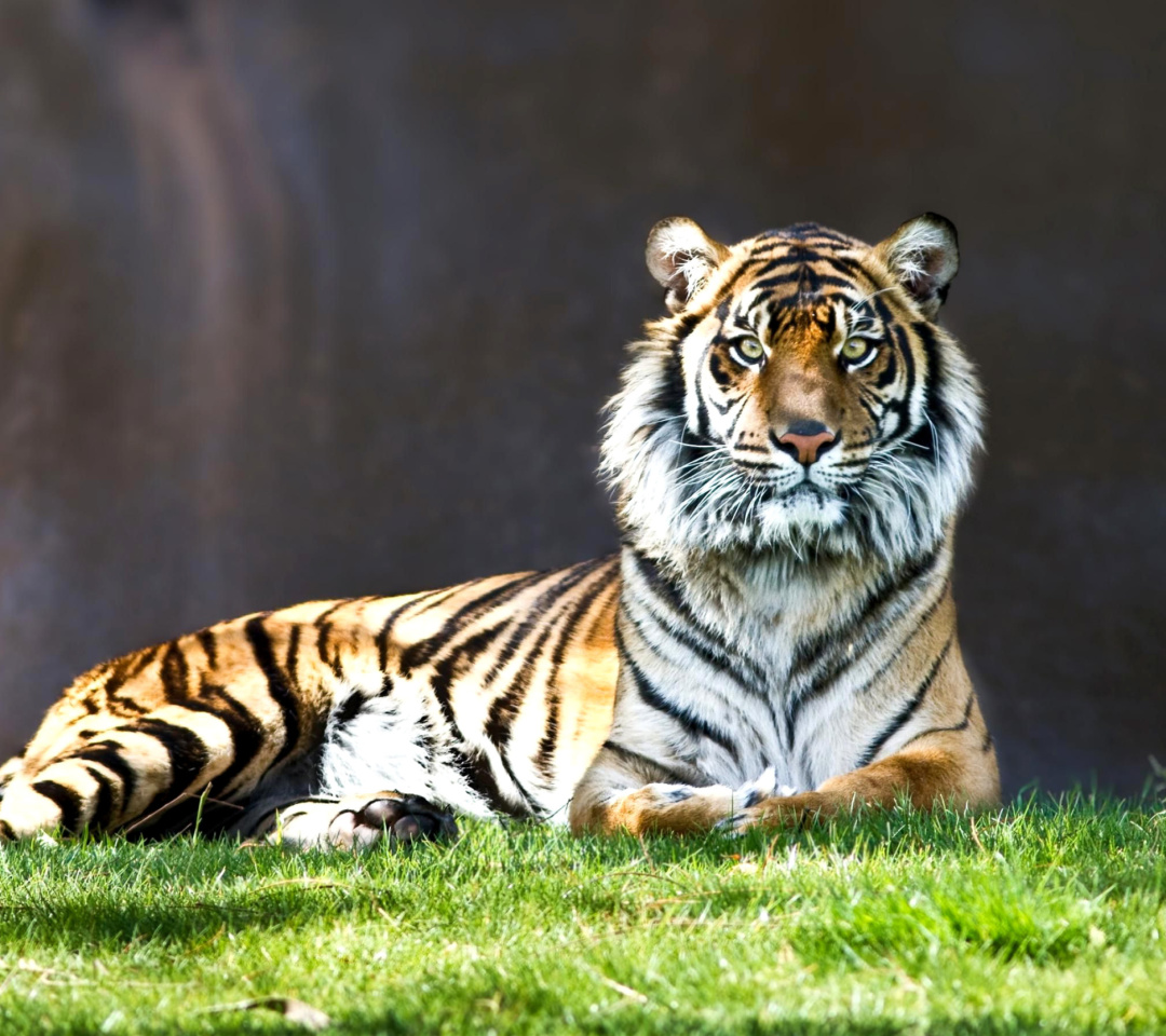 Sumatran tiger wallpaper 1080x960