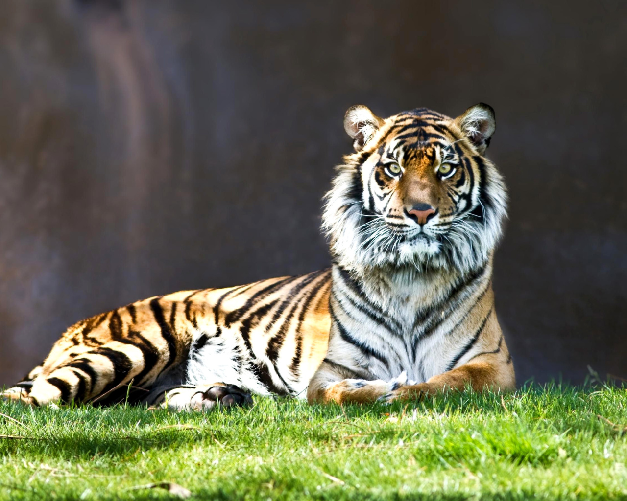 Sumatran tiger wallpaper 1280x1024