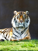 Das Sumatran tiger Wallpaper 132x176