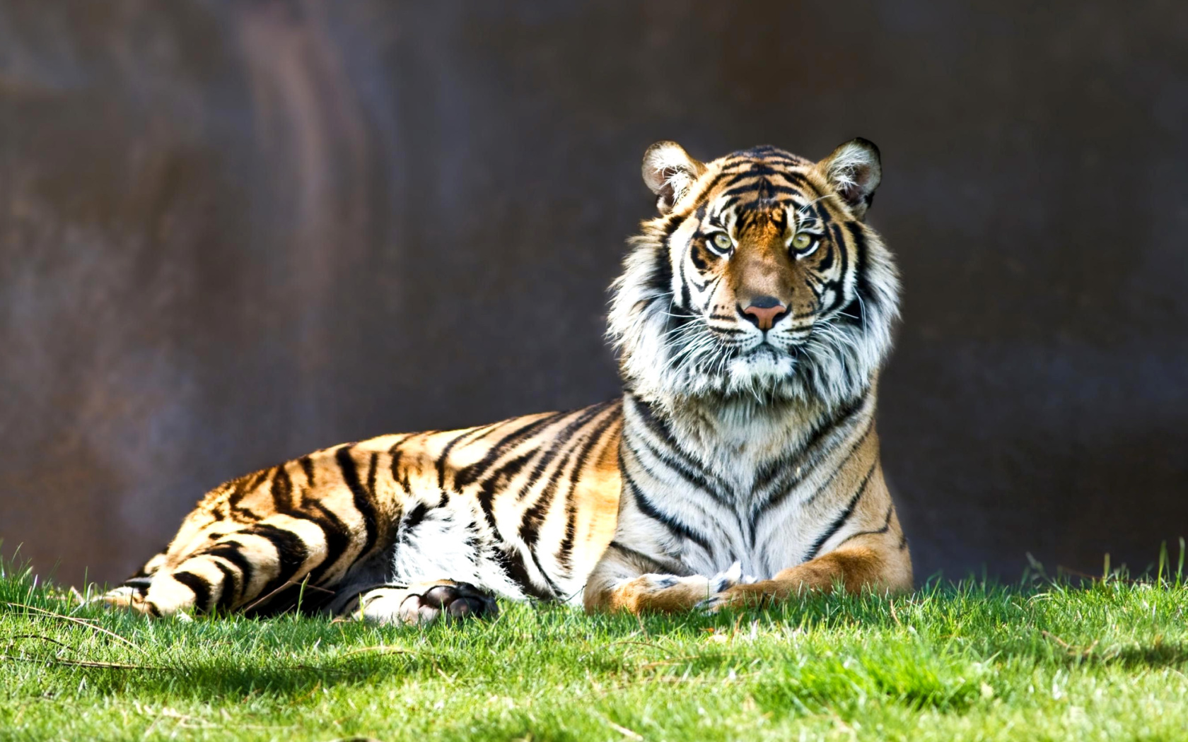 Fondo de pantalla Sumatran tiger 1680x1050