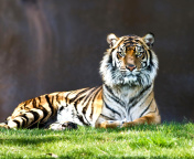 Fondo de pantalla Sumatran tiger 176x144