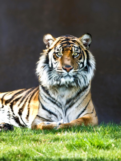 Fondo de pantalla Sumatran tiger 240x320