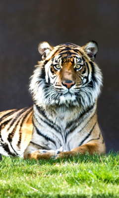 Sumatran tiger wallpaper 240x400