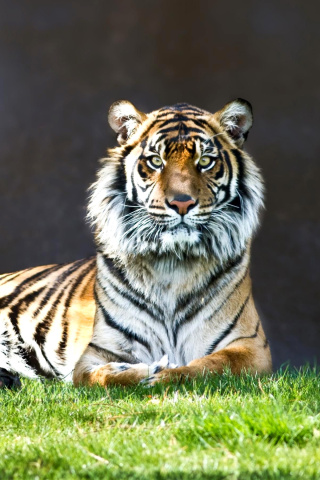 Sumatran tiger wallpaper 320x480