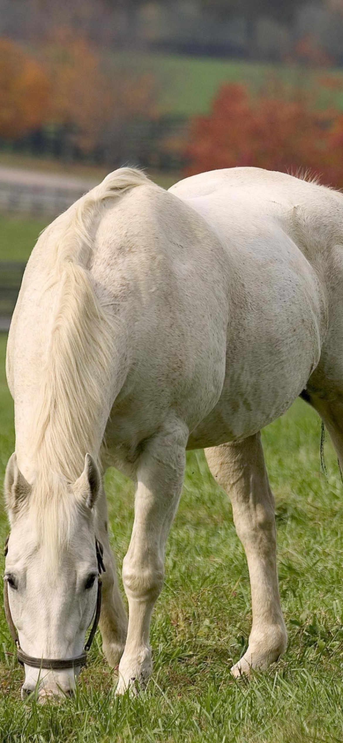 Fondo de pantalla White Horse 1170x2532