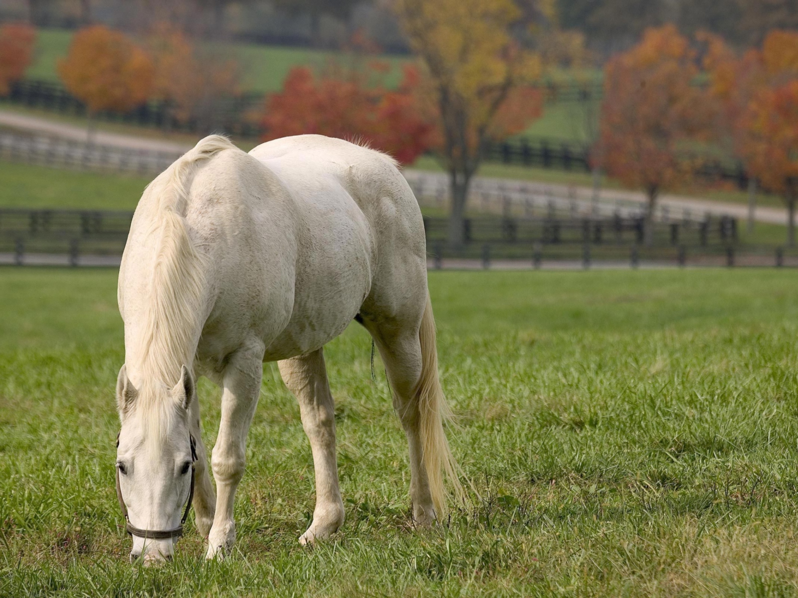 Screenshot №1 pro téma White Horse 1600x1200