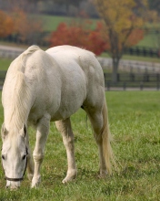 Обои White Horse 176x220