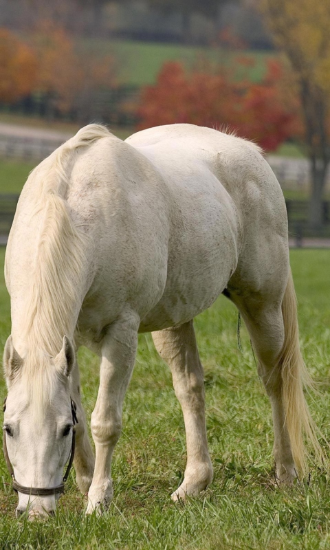 Fondo de pantalla White Horse 480x800