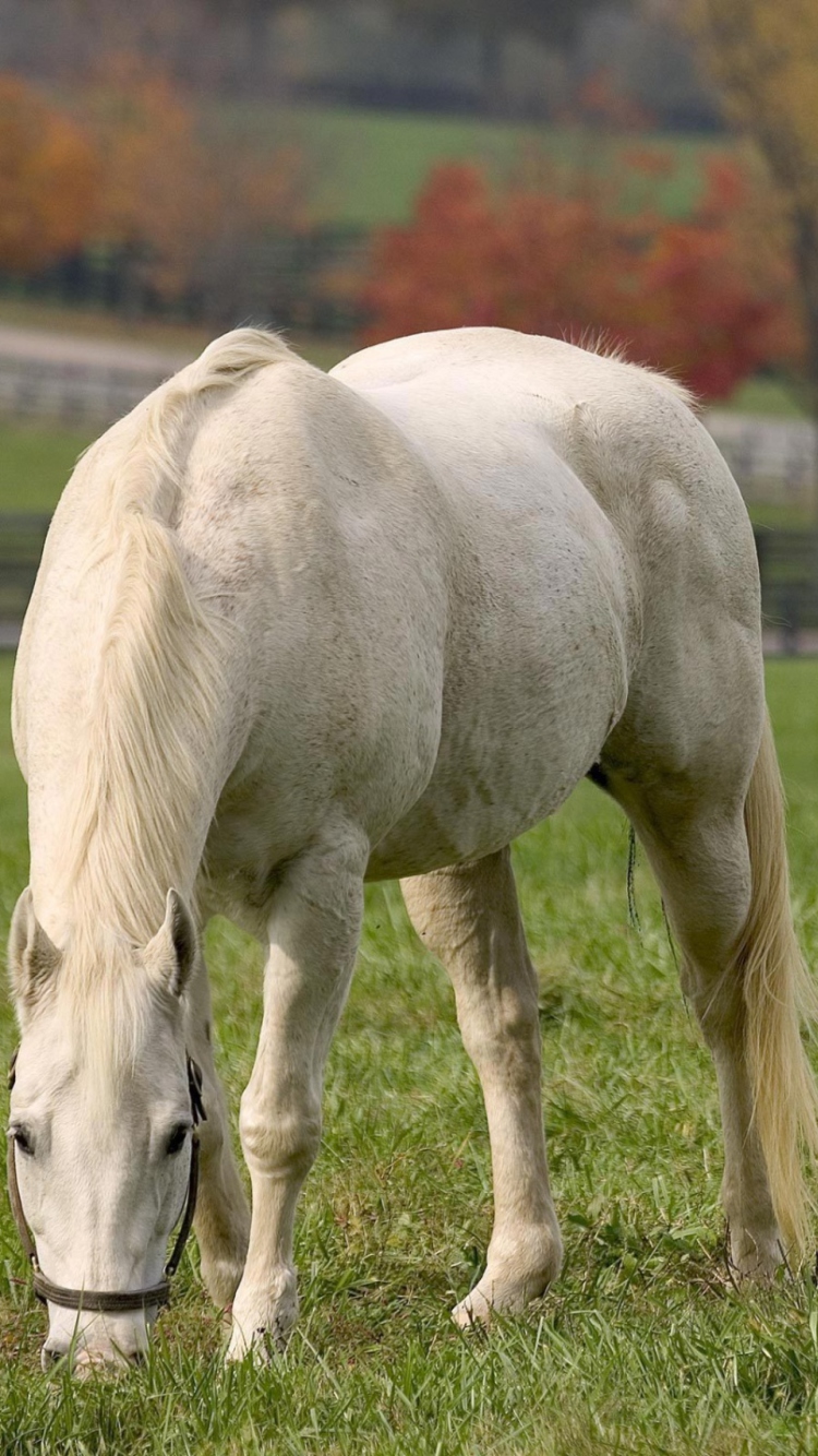 Fondo de pantalla White Horse 750x1334