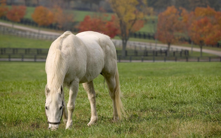 Fondo de pantalla White Horse