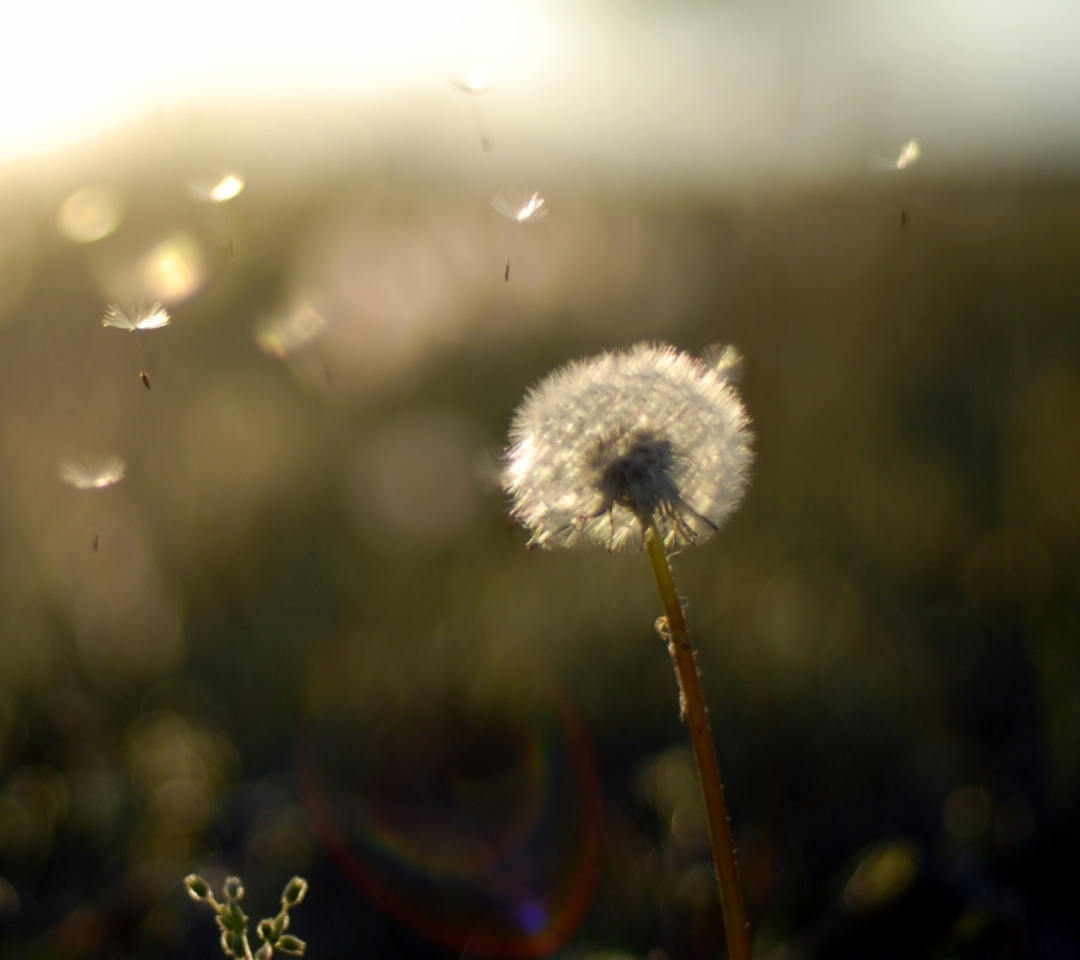 Fondo de pantalla Dandelion Fluff 1080x960