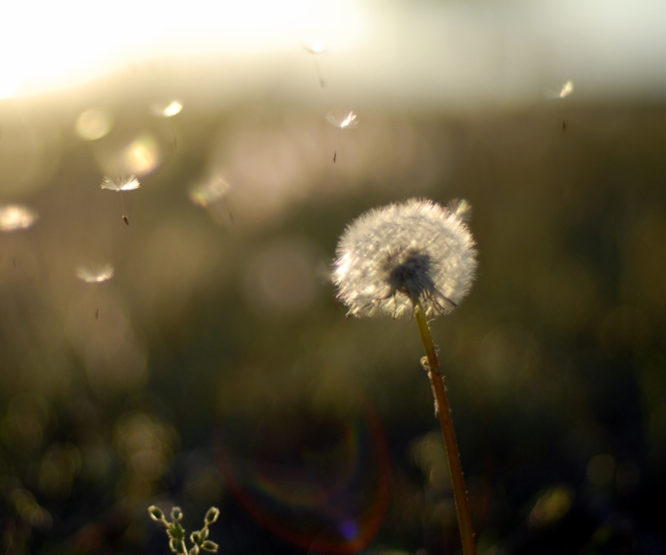 Dandelion Fluff wallpaper 960x800