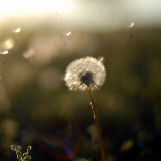 Dandelion Fluff - Obrázkek zdarma pro iPad mini 2