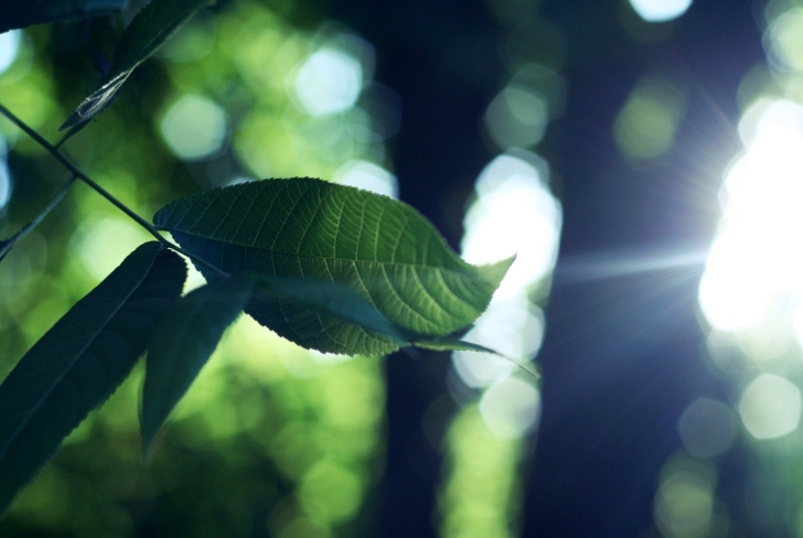 Fondo de pantalla Green Leaves