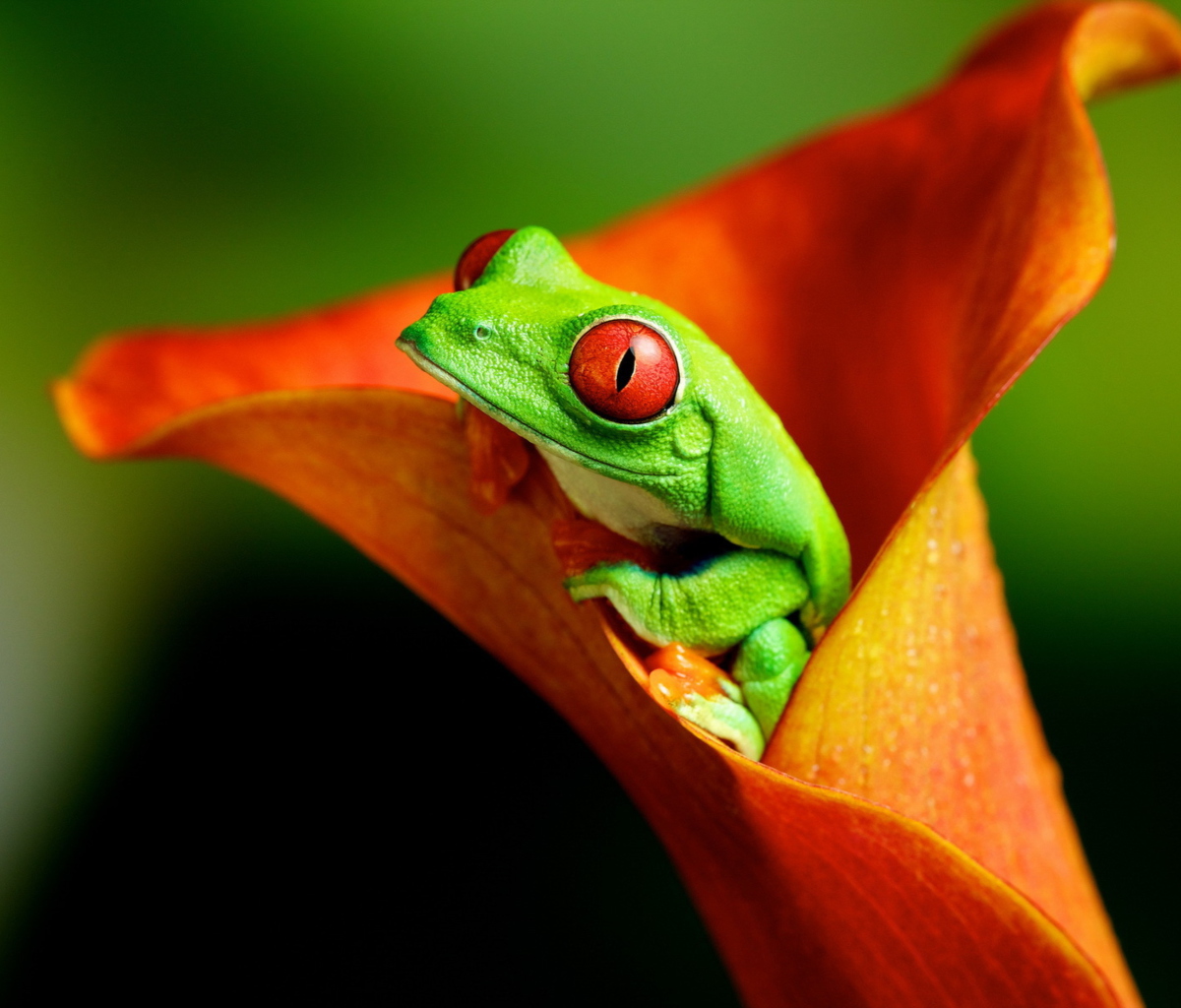 Red Eyed Green Frog wallpaper 1200x1024