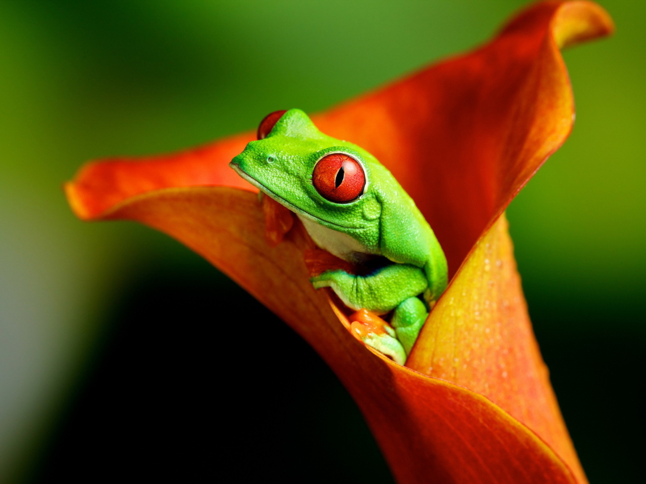 Das Red Eyed Green Frog Wallpaper 1280x960