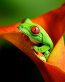 Red Eyed Green Frog wallpaper 128x160