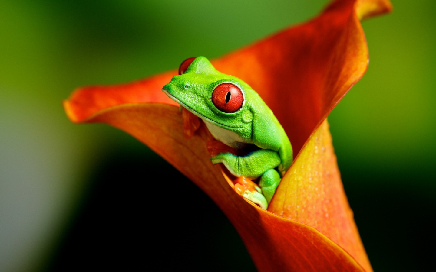 Red Eyed Green Frog wallpaper 1440x900