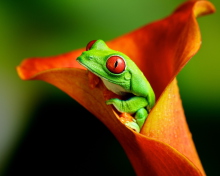 Red Eyed Green Frog wallpaper 220x176