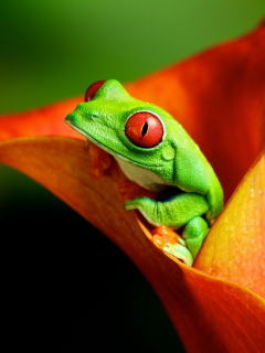 Red Eyed Green Frog wallpaper 240x320