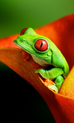 Sfondi Red Eyed Green Frog 240x400