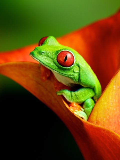 Обои Red Eyed Green Frog 480x640