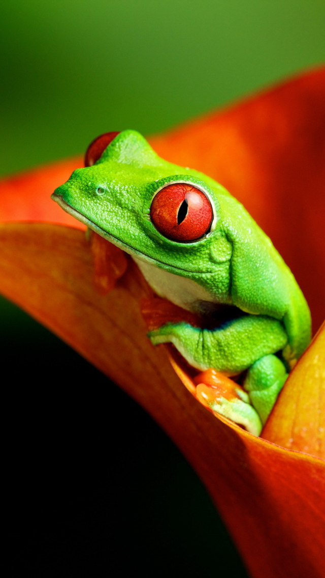 Обои Red Eyed Green Frog 640x1136