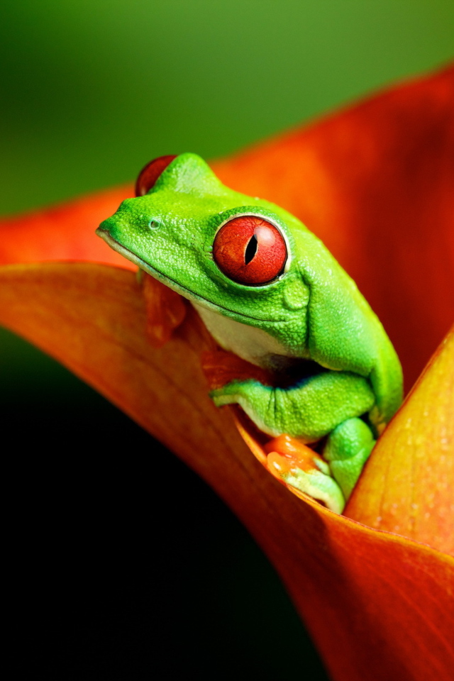 Red Eyed Green Frog wallpaper 640x960