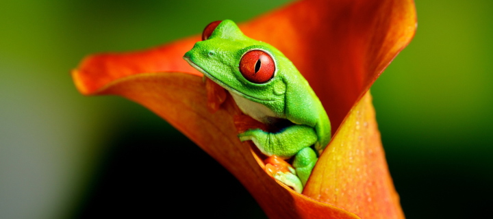 Sfondi Red Eyed Green Frog 720x320