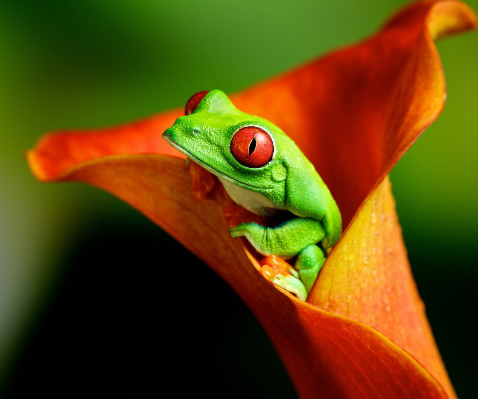 Red Eyed Green Frog wallpaper 960x800