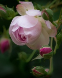 Light Pink Rose screenshot #1 128x160